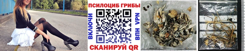 mega tor  Бирюсинск  Псилоцибиновые грибы Psilocybine cubensis 
